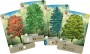 Lookout Games Forest Shuffle (EN)